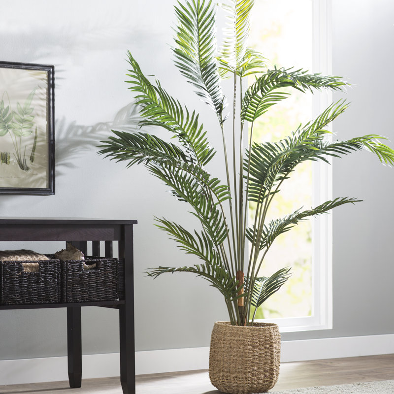 Beachcrest Home Paradise Palm Tree Floor Plant in Pot & Reviews Wayfair